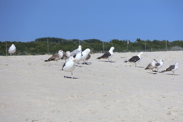 A flock of seagulls congregating on the white sandy shore of Cape May New Jersey.