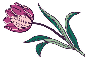 tulip flower vector illustration
