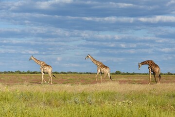 Steppengiraffen (giraffa camelopardalis) ziehen durch die Savanne im Etoscha Nationalpark in Namibia.