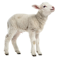 Fototapeta premium Adorable Lamb in Profile with Fluffy White Wool isolated on transparent background