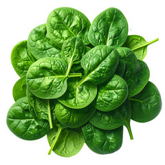 Fresh organic spinach leaves arranged in a pile, on a transparent background