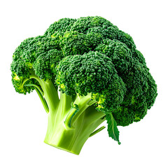 Fresh green broccoli heads on transparent background