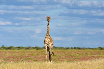 Giraffe (giraffa camelopardalis) im Etoscha Nationalpark in Namibia