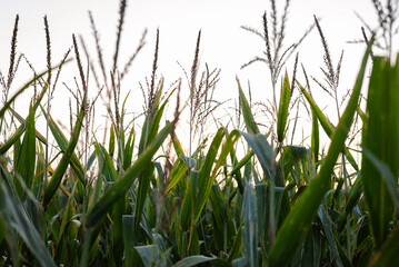 Detailed view of corn stalks and tassels silhouetted against the evening sky. A summer farmland scene highlighting crops, growth, and the beauty of agriculture in a rural countryside landscape.