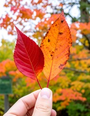 Two vibrant autumn leaves