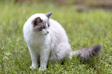 Portrait of a Ragdoll cat sitting on green grass outdoors