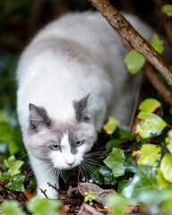 Ragdoll cat exploring garden plants after rain