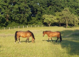 horses grazing in a meadow, summer, sun, nature