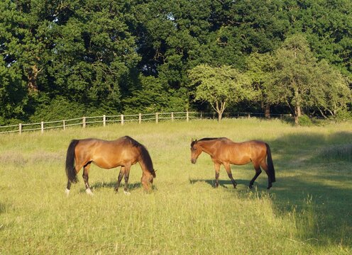 horses grazing in a meadow, summer, sun, nature