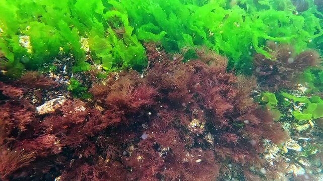 Underwater view, green algae Ulva and Enteromorpha and red algae Ceramium on stones at the bottom of the Black Sea