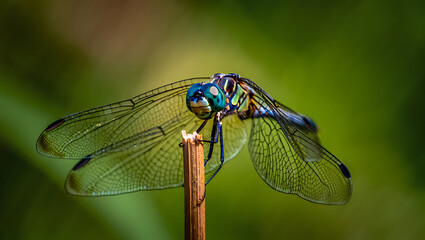 A closeup, macro shot captures a vibrant dragonfly with iridescent blue eyes and translucent wings resting on a thin wooden stick against a soft green bokeh background