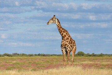 Giraffe (giraffa camelopardalis) im Etoscha Nationalpark in Namibia