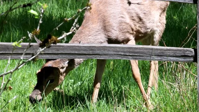 A young Black-tail Deer and its mother at Oaks Bottom Wildlife Refuge