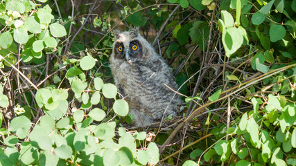 barn owl in the nest