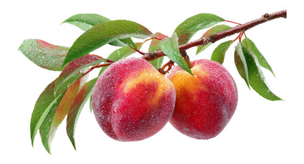 Fresh Peaches on Branch with Leaves Isolated on Transparent Background