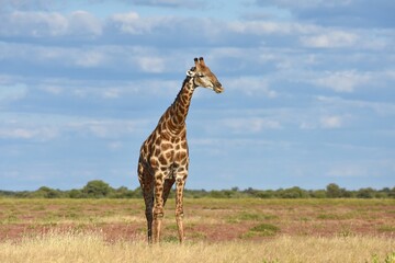 Giraffe (giraffa camelopardalis) im Etoscha Nationalpark in Namibia