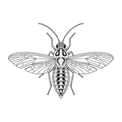 Obraz premium Detailed line drawing of an insect with spread wings and visible body segments