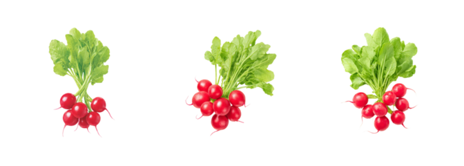 Vibrant fresh radish bunch with green leaves, isolated on black, perfect for healthy food blogs and culinary designs, PNG set, transparent background