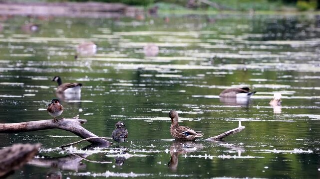 Some female ducks acting agitated and preening themselves