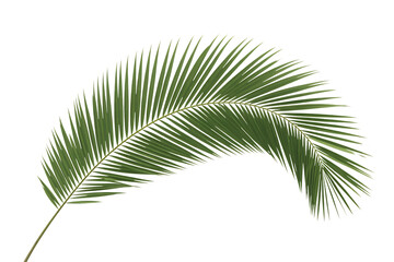 Obraz premium A natural, tropical green palm leaf isolated on a white background