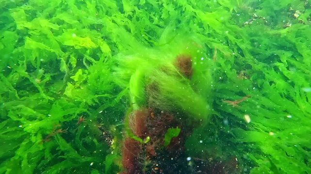 Underwater landscape in the Black Sea, filamentous green algae Cladophora and red algae Ceramium