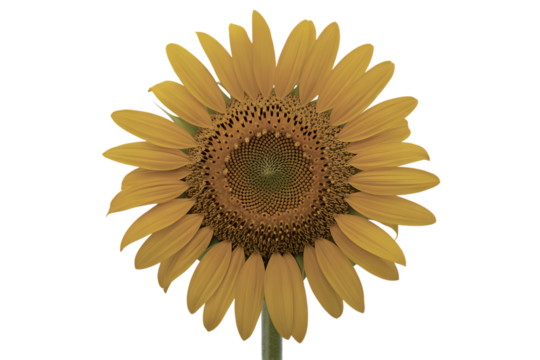 Vibrant, close-up sunflower bloom showcasing its intricate seed head and bright yellow petals, perfect for summer themes.