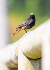 Black redstart perched on a wooden fence in Cudillero, Spain