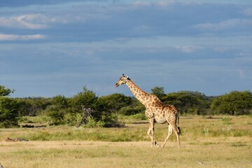Giraffe (giraffa camelopardalis) im Etoscha Nationalpark in Namibia