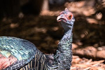 Portrait of a meleagris ocellata, turkey with a curious face expression