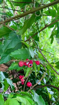 Guaran&aacute; selvagem
