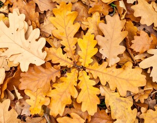 Fototapeta premium Autumn leaves carpet