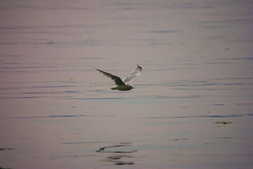 Glaucous-winged Gull Larus glaucescens flying over water at pink sunset