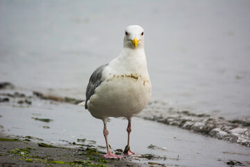 Glaucous-winged Gull Larus glaucescens smiling at camera close-up along shore
