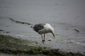 Glaucous-winged Gull Larus glaucescens fishing eating dinner along shore