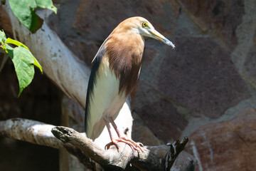 Side view of Javan pond heron in brown, beige, white and black colours