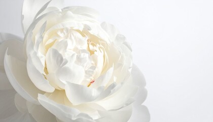 Soft White Peony Bloom with Lush Petals and Dreamy Glow: A Serene Floral Composition on a Pristine White Background