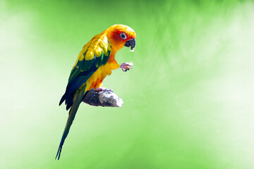 Cute sun conure, sun parakeet in vivid various colors feeding on a branch