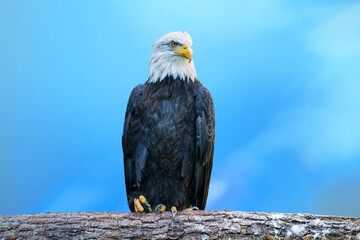 Beautiful black bald eagle with white head and yellow beak standing on a tree trunk