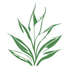 Fototapeta premium aloe flower illustration green