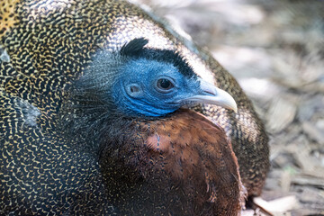 Headshot of a male Argusianus argus with colorful feathers and blue head