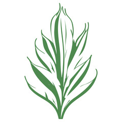 aloe flower illustration green