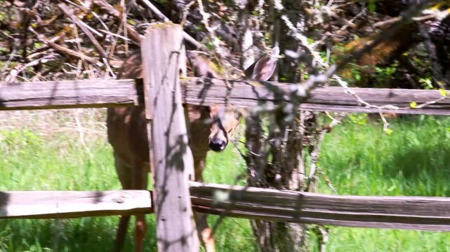 A young Black-tail Deer and its mother at Oaks Bottom Wildlife Refuge