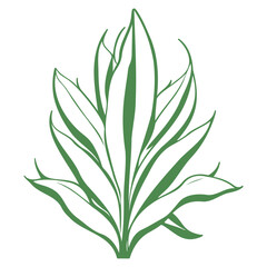 aloe flower illustration green