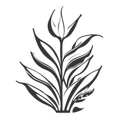 aloe flower illustration grey