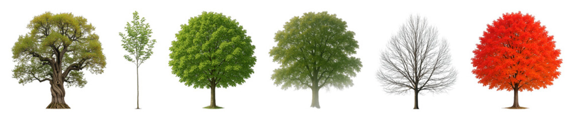 Diverse tree set including lush green, bright red, and bare winter varieties isolated. Natural elements for landscaping and design.