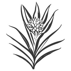 aloe flower illustration grey
