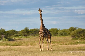 Giraffe (giraffa camelopardalis) im Etoscha Nationalpark in Namibia