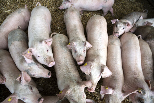 youngs pigs in the farm
