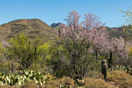 Ironwood trees (Olneya tesota)  bloom in Arizona in April and May, although it can vary due to weather. Their beautiful blooms dust the Sonoran Desert in shades of pink. Tucson, Arizona, USA