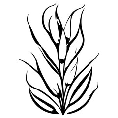 aloe flower illustration sketch